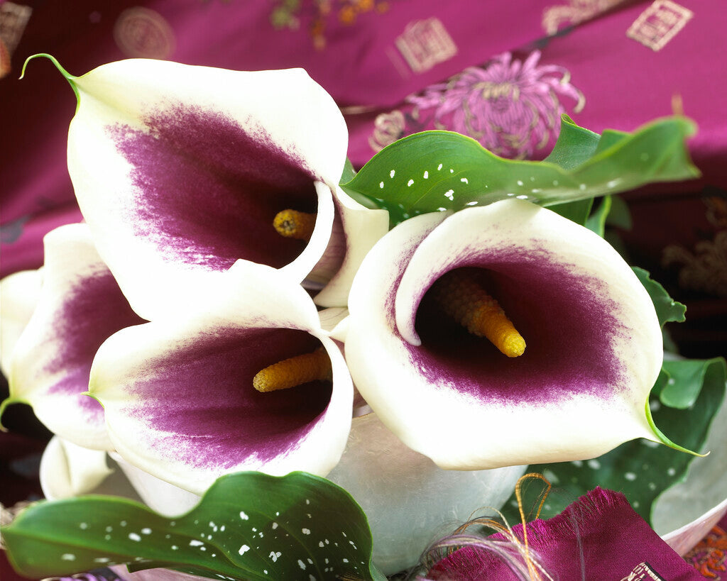 Zantedeschia Vermeer 1-pakning